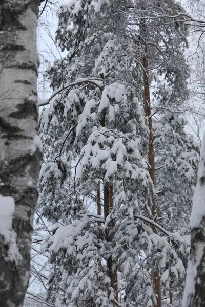 Floresta Inverno Dia Nevado — Fotografia de Stock
