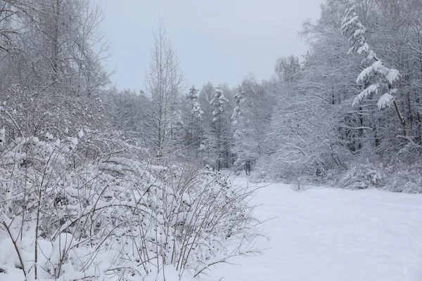 Floresta Inverno Dia Nevado — Fotografia de Stock