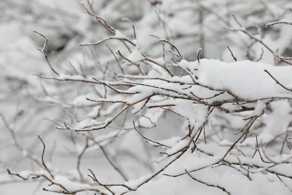 Zimowy Las Śnieżny Dzień — Zdjęcie stockowe