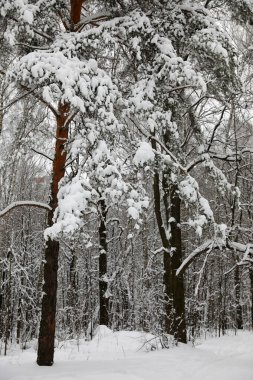 Karlı bir günde kış ormanı