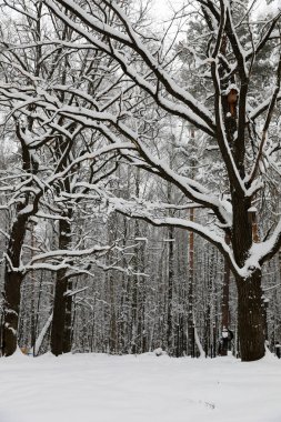 Karlı bir günde kış ormanı