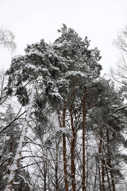 Karlı bir günde kış ormanı