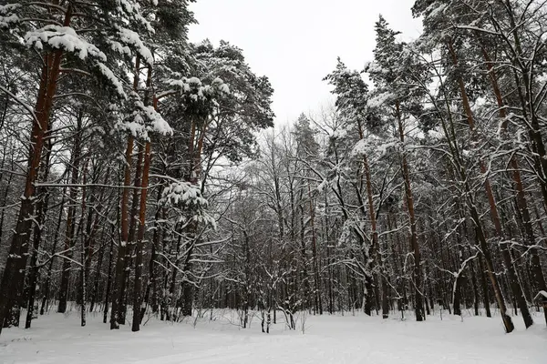 Karlı Bir Günde Kış Ormanı — Stok fotoğraf