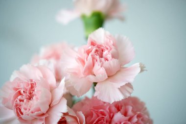 Pembe kokulu karanfillerin yumuşacık çiçekleri.