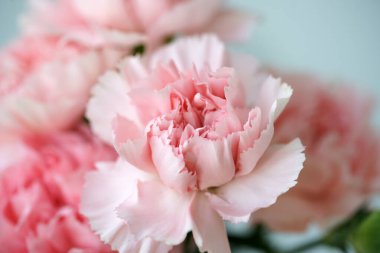 Pembe kokulu karanfillerin yumuşacık çiçekleri.