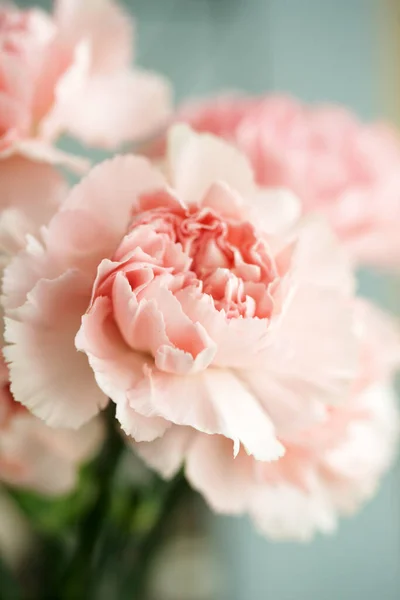 粉红色芬芳康乃馨的蓬松花朵 — 图库照片
