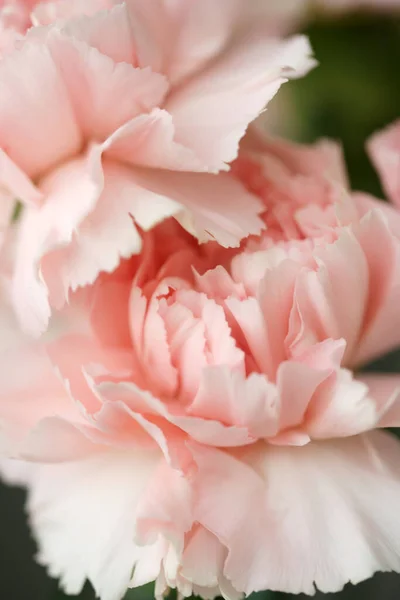 Nadýchané Květy Růžových Voňavých Karafiátů — Stock fotografie