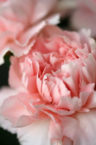 Flores Esponjosas Claveles Perfumados Rosados — Foto de Stock