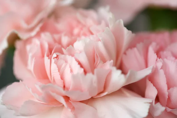 Flauschige Blüten Aus Rosa Duftenden Nelken — Stockfoto