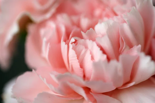 Nadýchané Květy Růžových Voňavých Karafiátů — Stock fotografie