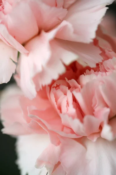 Fleurs Moelleuses Oeillets Roses Parfumés Images De Stock Libres De Droits