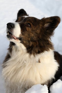 Karlı bir günde kışın yürüyüşe çıkan Cardigan Corgi