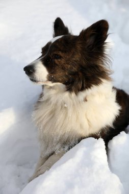 Karlı bir günde kışın yürüyüşe çıkan Cardigan Corgi