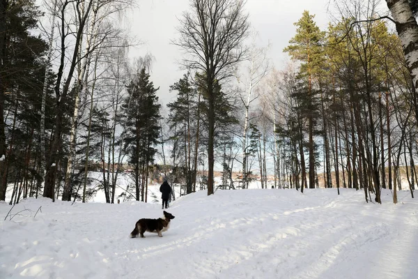코르기는 눈내리는 겨울에 산책을 — 스톡 사진