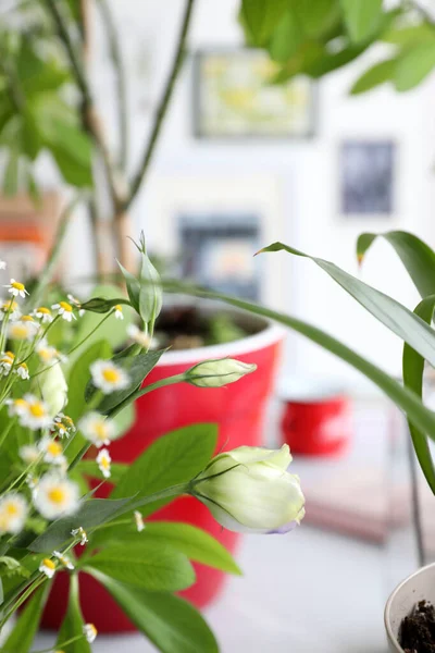 Bouquet Dengan Aster Kecil Dan Biru Eustoma Ungu Interior — Stok Foto