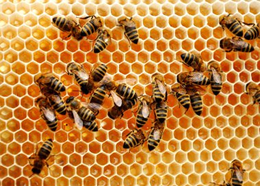 Working bee