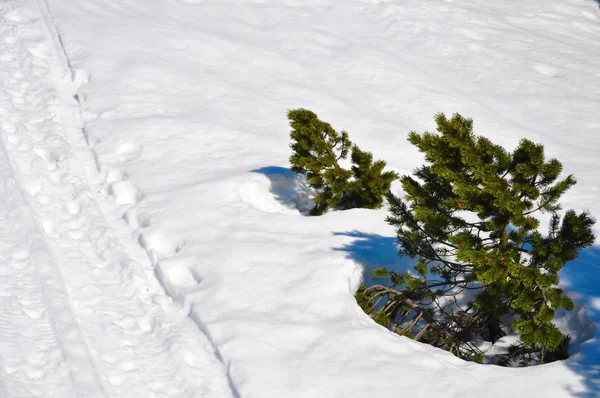 Jejak ski — Stok Foto