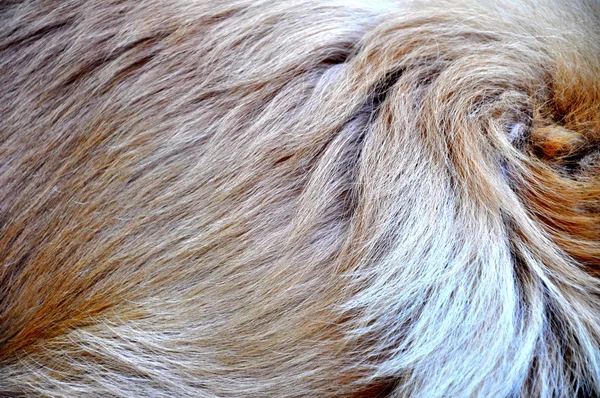dog hair
