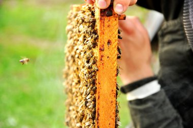 çalışma beekeper