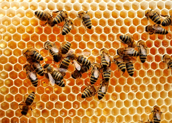 Bees — Stock Photo, Image