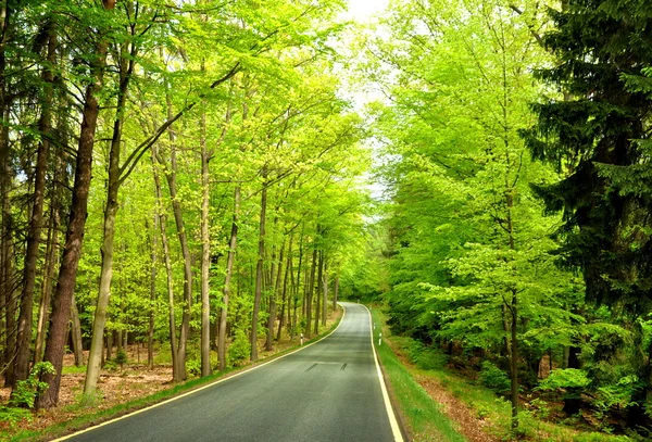Road forest — Zdjęcie stockowe