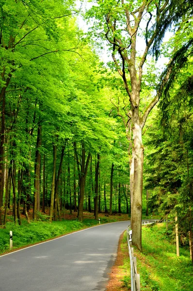 Road forest — Zdjęcie stockowe