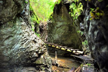 Orman boardwalk Slovakya cenneti