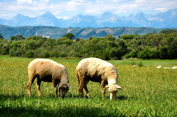 sheep in Slovakia