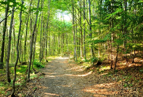 Caminho florestal — Fotografia de Stock