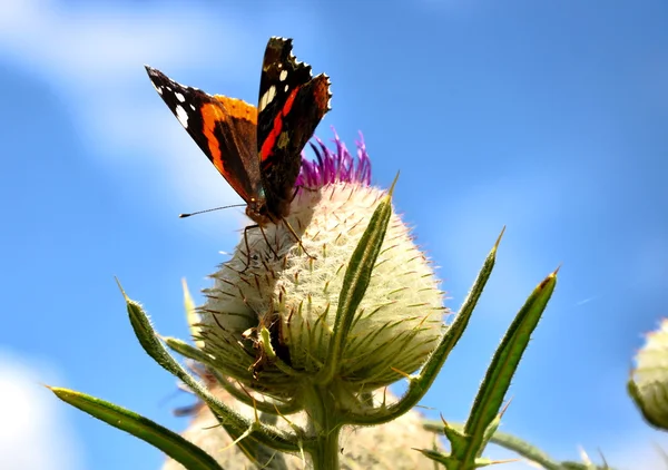 Schmetterling auf der Distel — Stockfoto