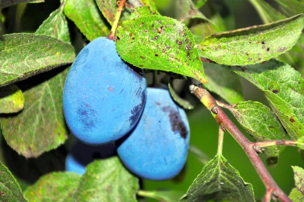 Ciruelas en un árbol —  Fotos de Stock