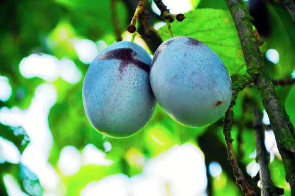 Plums — Stock Photo, Image