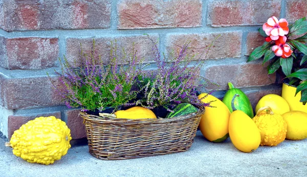 Calabazas — Foto de Stock