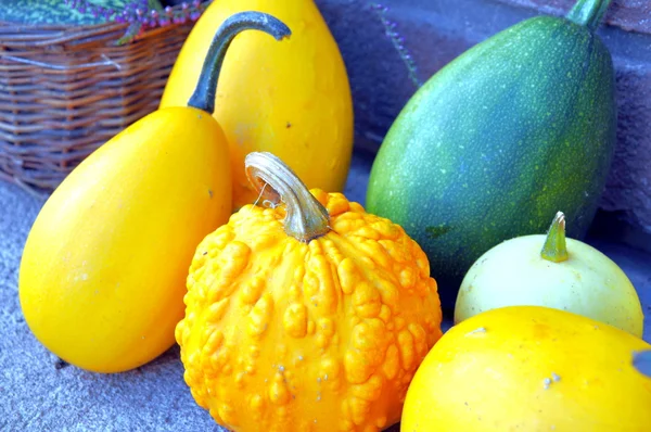 Calabazas — Foto de Stock