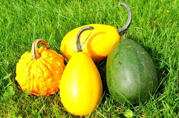 Calabazas — Foto de Stock