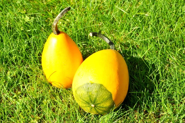 Calabazas — Foto de Stock