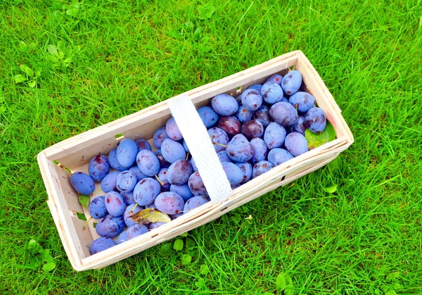 De pruim mand — Stockfoto