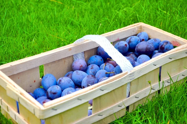 The Plum basket — Stock Photo, Image