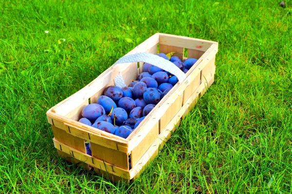 The Plum basket — Stock Photo, Image