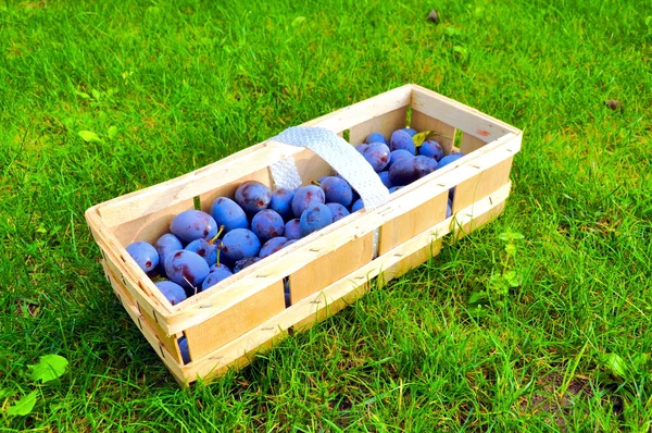 De pruim mand — Stockfoto