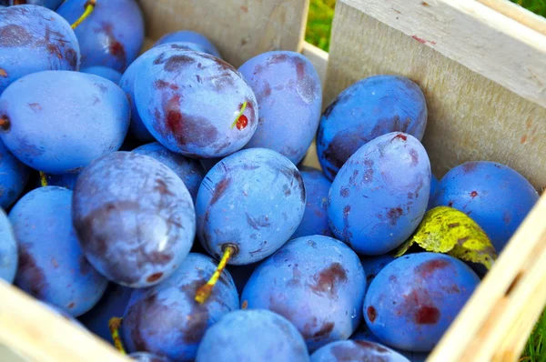 The Plum basket — Stock Photo, Image