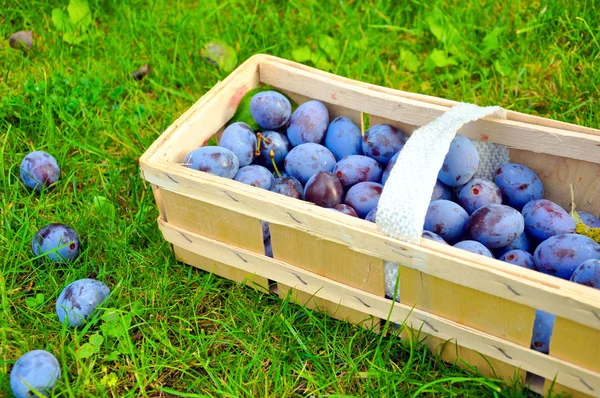 De pruim mand — Stockfoto