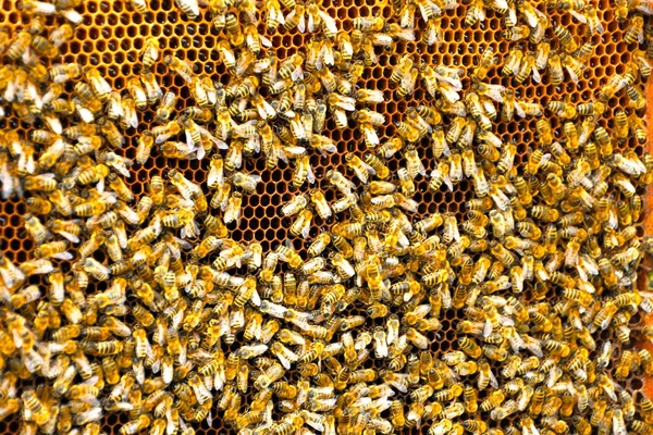 Bee mönster — Stockfoto