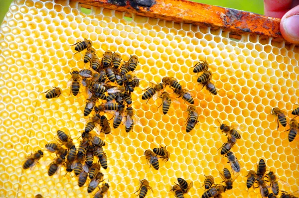 Padrão de abelha — Fotografia de Stock