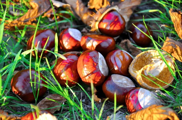 Conkers — Stock Photo, Image