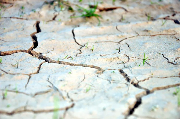 Dry ground — Stock Photo, Image