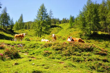 Alpleri Panoraması, sis