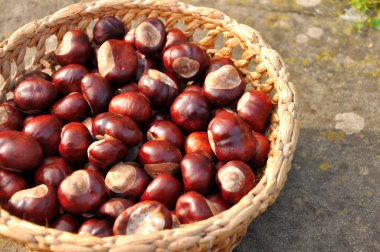 Kestaneler sepete