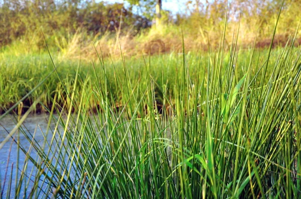 Pântano e talos de grama — Fotografia de Stock