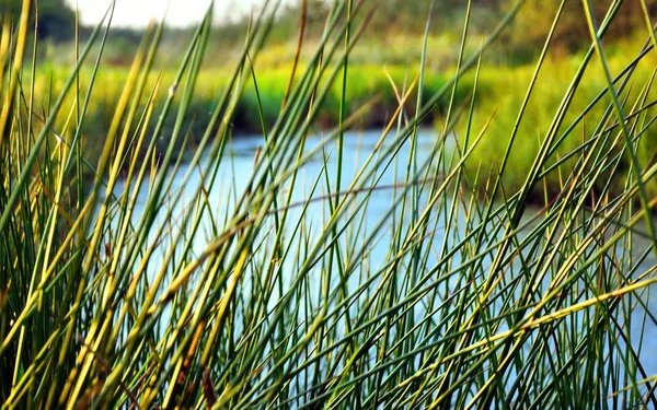 Swamp en stengels van het gras — Stockfoto